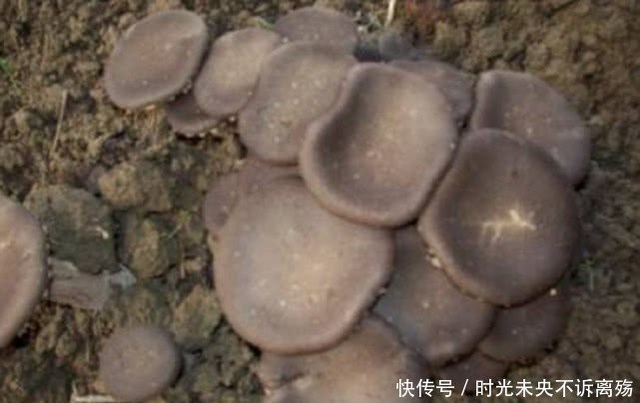 Loài mọc hoang ở vùng quê nhưng giá gần 7 triệu đồng/kg - 3
Chúng có giá trị dinh dưỡng cao, giúp bổ sung khí huyết cho người bị suy nhược