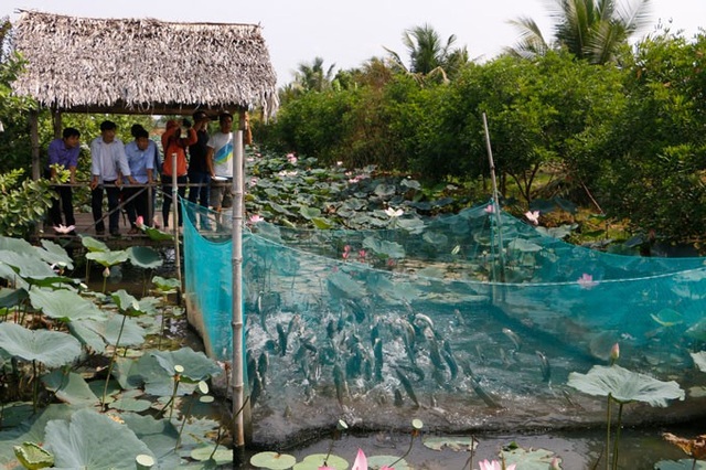 Cần Thơ: Dân huấn luyện cho cá lóc bay qua vòng lửa - 3 Cần Thơ: Dân huấn luyện cho cá lóc bay qua vòng lửa - 3