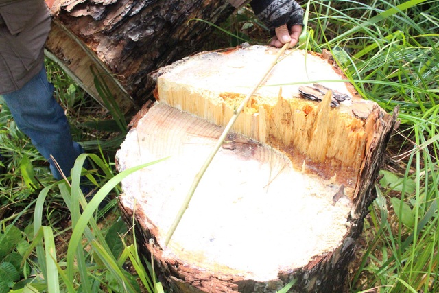 Tận diệt rừng thông để chiếm đất - 2 Hàng loạt thông nằm gần khu dân cư tại thị trấn Nam ban bị đốn hạ