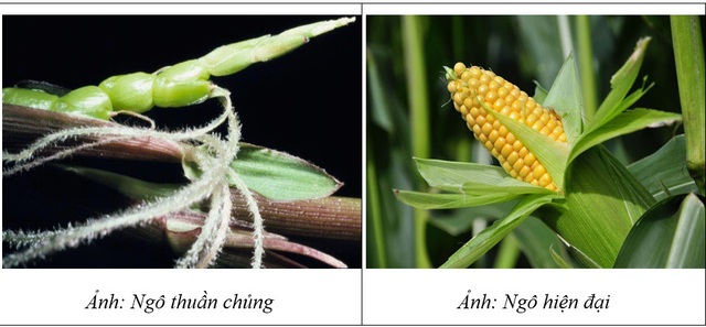 Thực phẩm biến đổi gen từ góc nhìn khoa học - 2 Thực phẩm biến đổi gen từ góc nhìn khoa học - 2