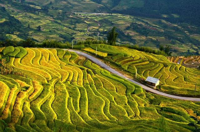 Thu về chiêm ngưỡng những ruộng bậc thang đẹp nhất Việt Nam - 3 Ruộng bậc thang vùng cao Ý Tý (Lào Cai) được nhiều du khách tìm tới khám phá