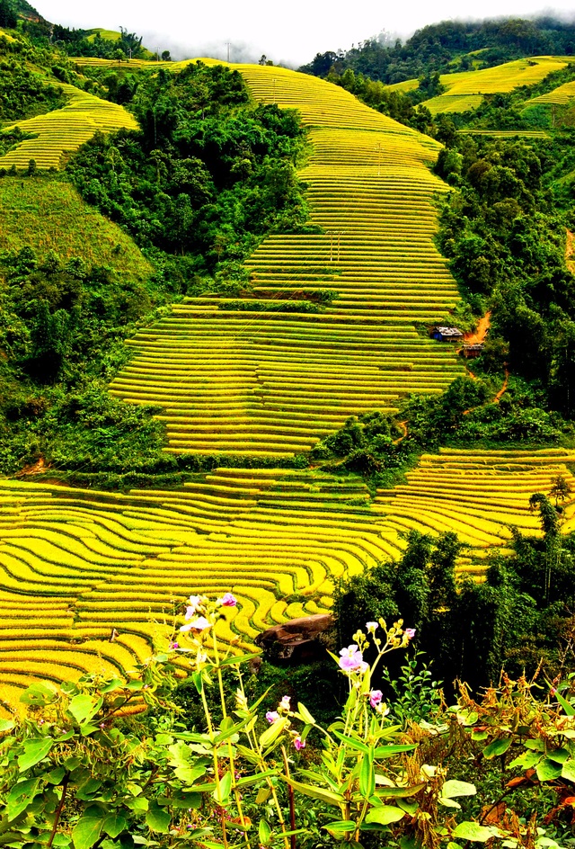 Thu về chiêm ngưỡng những ruộng bậc thang đẹp nhất Việt Nam - 2 Vẻ đẹp hấp dẫn của ruộng bậc thang Trung Chải (Sa Pa) như những bậc thang khổng lồ đi lên trời cao