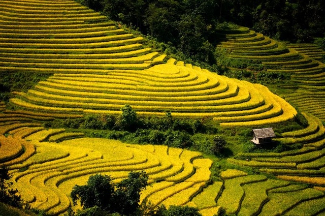 Thu về chiêm ngưỡng những ruộng bậc thang đẹp nhất Việt Nam | Báo ...