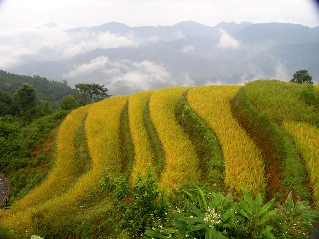 Thu về chiêm ngưỡng những ruộng bậc thang đẹp nhất Việt Nam - 5 Sắc thu vàng trên cánh đồng ruộng bậc thang Hoàng Su Phì ( Hà Giang)