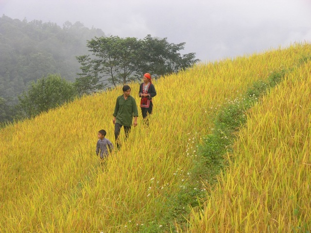Thu về chiêm ngưỡng những ruộng bậc thang đẹp nhất Việt Nam - 6 Vẻ đẹp bình dị vùng cao Tây Bắc