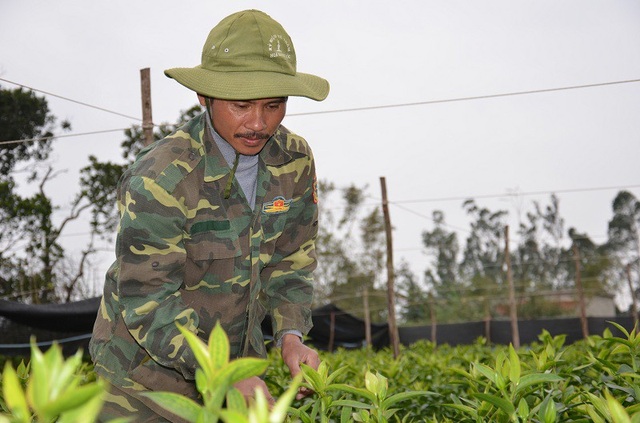 Nỗi lo "mất Tết" của người trồng hoa tỉnh nghèo - 2 Anh Nguyễn Hữu Khiều đang rất lo lắng vì thời tiết rét sẽ khiến vườn hoa ly của anh chậm nở