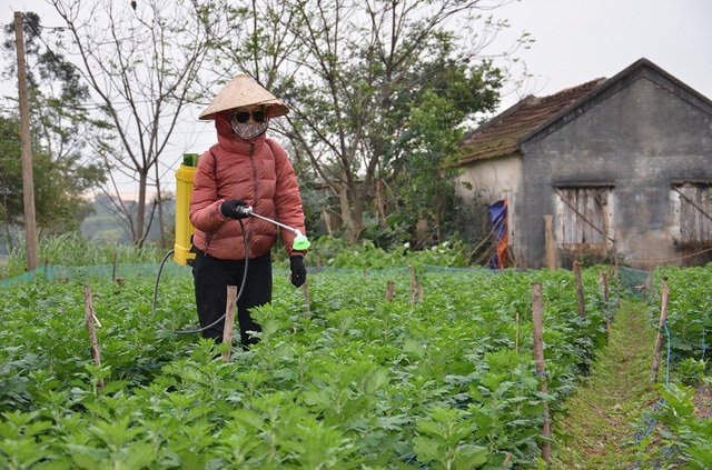 Nỗi lo "mất Tết" của người trồng hoa tỉnh nghèo - 3 Chị Nguyễn Thị Hòa cho biết, vì thời tiết rét nên hoa bị nhiễm bệnh nhiều khiến bà con rất vất vả. Cứ 3 đến 5 ngày lại phải phun thuốc một lần.