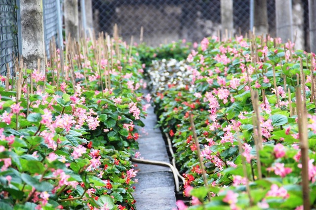 Làng hoa lâu đời nhất Quảng Trị tất bật chuẩn bị hoa Tết - 2 Hoa nho là loại được ưa chuộng nhiều trong những năm gần đây