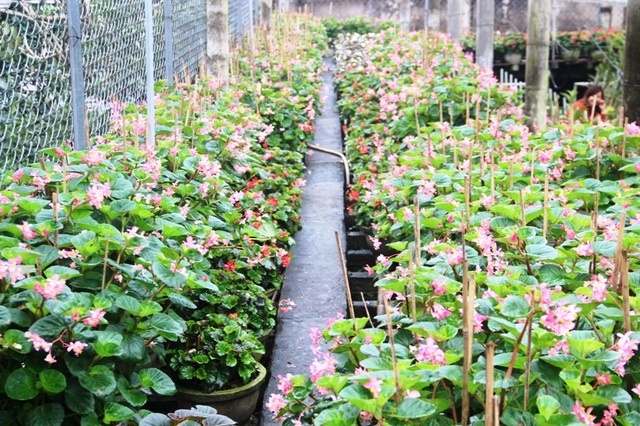 Làng hoa lâu đời nhất Quảng Trị tất bật chuẩn bị hoa Tết - 13 Vườn hoa An Lạc là nơi cung cấp hoa lớn nhất tỉnh Quảng Trị