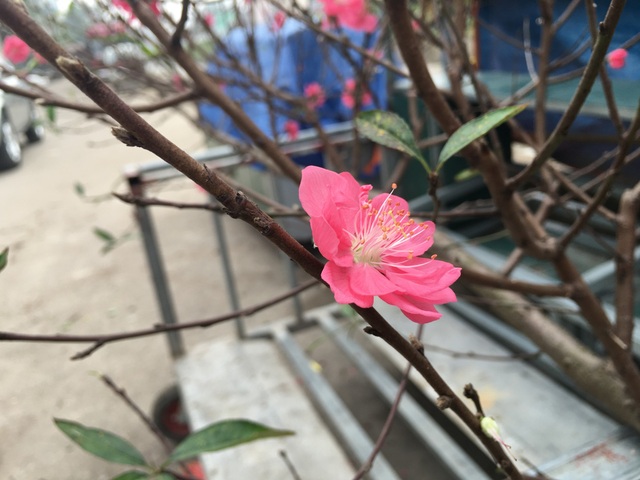 Không đợi đến Tết, người Hà Nội "đua nhau" chơi đào sớm - 1 Không đợi đến Tết, người Hà Nội "đua nhau" chơi đào sớm - 1