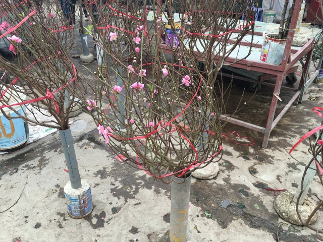Không đợi đến Tết, người Hà Nội "đua nhau" chơi đào sớm - 7 Không đợi đến Tết, người Hà Nội "đua nhau" chơi đào sớm - 7