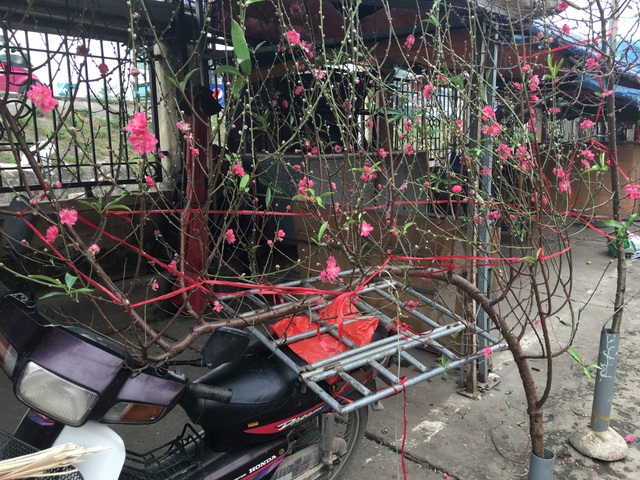 Không đợi đến Tết, người Hà Nội "đua nhau" chơi đào sớm - 2 Không đợi đến Tết, người Hà Nội "đua nhau" chơi đào sớm - 2