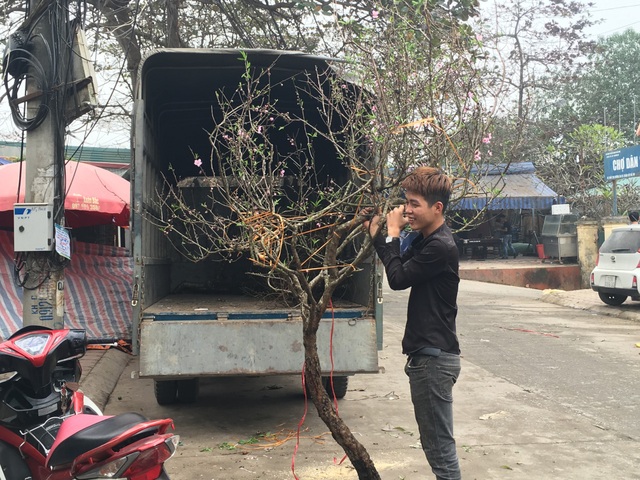 Không đợi đến Tết, người Hà Nội "đua nhau" chơi đào sớm - 3 Không đợi đến Tết, người Hà Nội "đua nhau" chơi đào sớm - 3