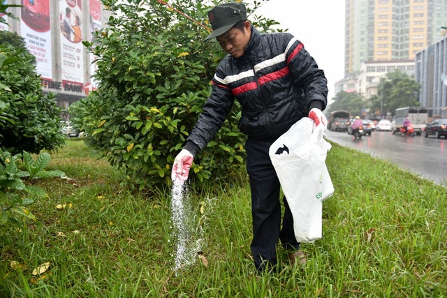 Hà Nội bắt đầu xén dải phân cách đường đẹp nhất Việt Nam - 9 Một công nhân rắc vôi theo đường dây chăng, đánh dấu phần bị cắt xén trên giải phân cách cũ.