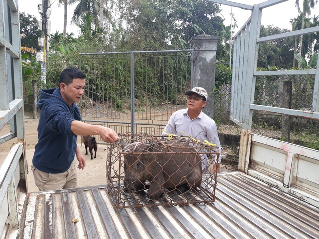 Quảng Ngãi: Kiếm hàng trăm triệu đồng từ nuôi heo rừng bán dịp Tết - 5 Mới đầu tháng Chạp nhưng số heo rừng lai đủ chuẩn xuất chuồng đã được khách đặt hàng gần hết