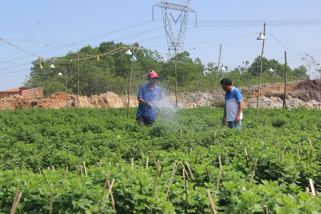 Người trồng hoa tất bật vào vụ Tết - 2 Hoa được người nông dân chăm sóc tỉ mỉ đợi Tết
