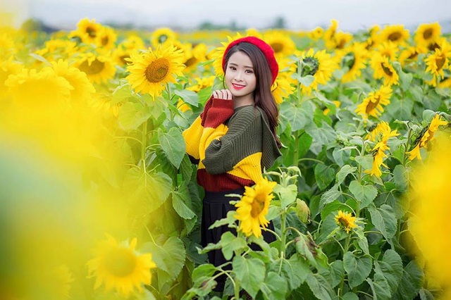 Nữ sinh xứ Nghệ “gây thương nhớ” với bộ ảnh ở cánh đồng hoa hướng dương - 11 Nữ sinh xứ Nghệ “gây thương nhớ” với bộ ảnh ở cánh đồng hoa hướng dương - 11