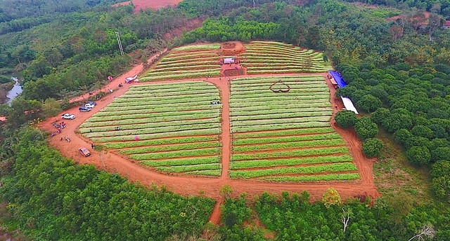 Vườn hoa tam giác mạch nằm trên mảnh đất Nghĩa Đàn, tỉnh Nghệ An. Du khách từ TP Vinh sẽ di chuyển quãng đường khoảng 150km, từ Thanh Hóa di chuyển theo đường Hồ Chí Minh cũng mất tầm 80-120km...sẽ đến được vườn hoa này.