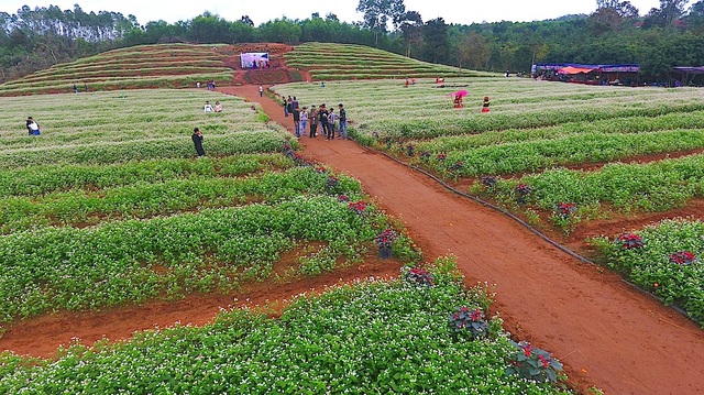 Chiêm ngưỡng vườn hoa Tam giác mạch đầu tiên ở xứ Nghệ - 6 Vườn hoa tam giác mạch gần 2 ha hoa tam giác mạch được trồng ở gần đập sông Sào thuộc xóm Bình Hải, xã Nghĩa Bình, huyện Nghĩa Đàn do gia đình anh Lê Sỹ Định tự trồng vào cuối tháng 10/2017.