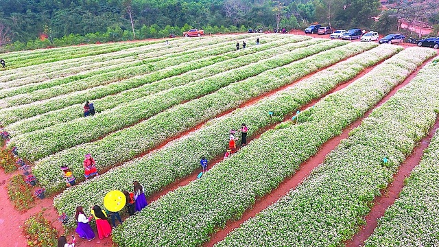 Chiêm ngưỡng vườn hoa Tam giác mạch đầu tiên ở xứ Nghệ - 3 Chiêm ngưỡng vườn hoa Tam giác mạch đầu tiên ở xứ Nghệ - 3