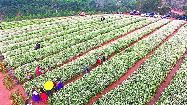 Chiêm ngưỡng vườn hoa Tam giác mạch đầu tiên ở xứ Nghệ - 3