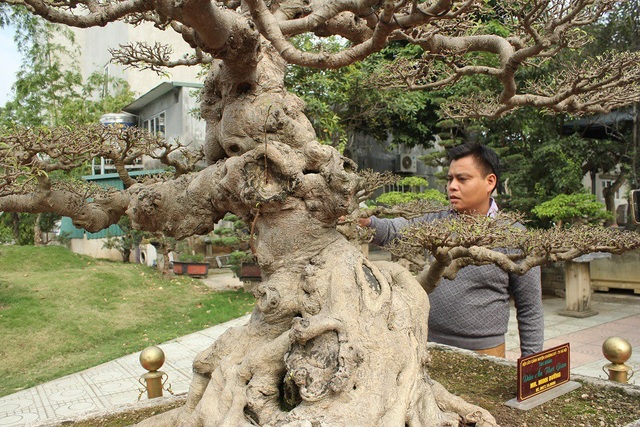 Anh Minh Dưỡng - chủ nhân mới của siêu cây sanh cổ độc đáo