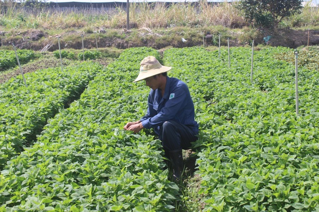 Chàng kỹ sư điện bỏ nghề về trồng rau thu trăm triệu đồng mỗi tháng - 1 Anh Minh đang chăm sóc vườn rau thơm của gia đình
