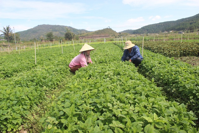 Chàng kỹ sư điện bỏ nghề về trồng rau thu trăm triệu đồng mỗi tháng - 4 Nhờ chăm sóc đúng kỹ thuật vườn rau xanh tốt của anh Minh mỗi ngày thu về hơn 4 triệu đồng