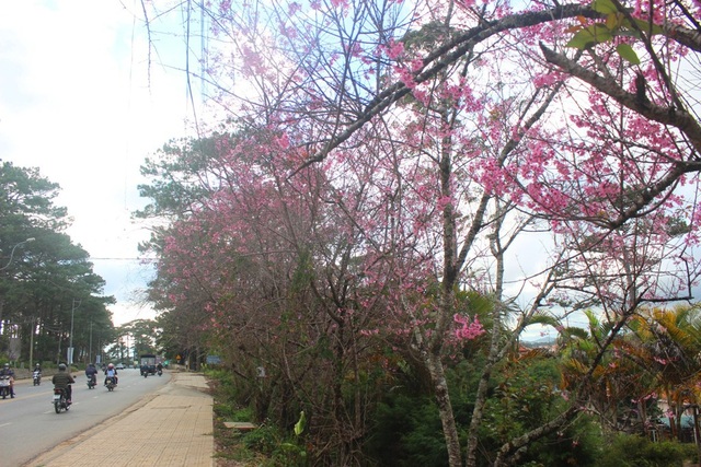 Mai anh đào Đà Lạt bung nở rực hồng phố núi - 6 Mai anh đào Đà Lạt bung nở rực hồng phố núi - 6