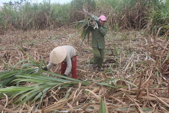 Dân lao đao vì “thảm cảnh” mía cháy và rớt giá - 3
Mía bị rớt giá thảm, dân lo sợ để lâu bị cháy