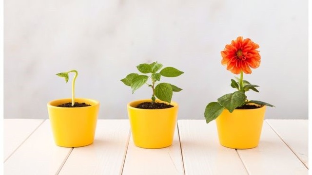 Các loài thực vật có hoa chinh phục thế giới bằng cách nào? - 1 Các loài thực vật có hoa chinh phục thế giới bằng cách nào? - 1