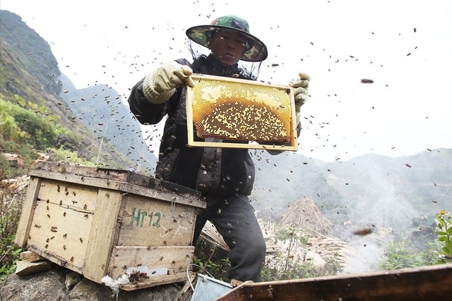 Mùa thu hoạch mật ong trên cao nguyên đá Hà Giang - 1
Tổ ong khi đặt cố định tại nơi có hoa sau khoảng 3 tuần là có thể thu hoạch mật. Khi khai thác, người nuôi dùng củi, hoặc thiết bị tạo khói để khiến ong ra khỏi tổ thuận tiện cho việc khai thác.