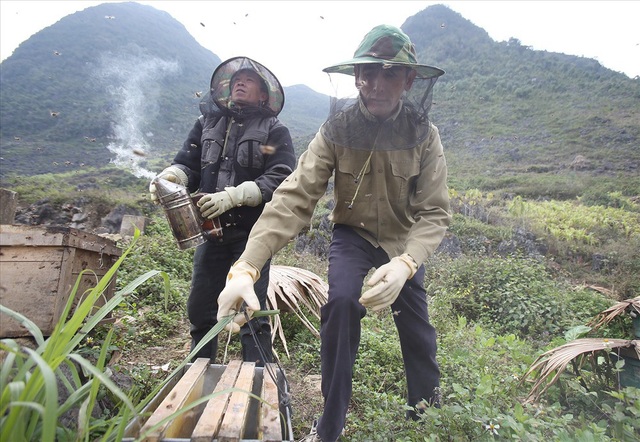 Mùa thu hoạch mật ong trên cao nguyên đá Hà Giang - 4
“Người nuôi ong hầu hết là dân bản địa, nuôi ong bản địa. Trong năm có hai tháng 6-7 là không có hoa nên phải dùng đường nuôi giữ ong. Theo từng mùa hoa, hằng năm gia đình vẫn di chuyển các đàn ong đến vùng có hoa để thu hoạch mật” - Má Văn Phú ở tổ 1 Đồng Văn nói.