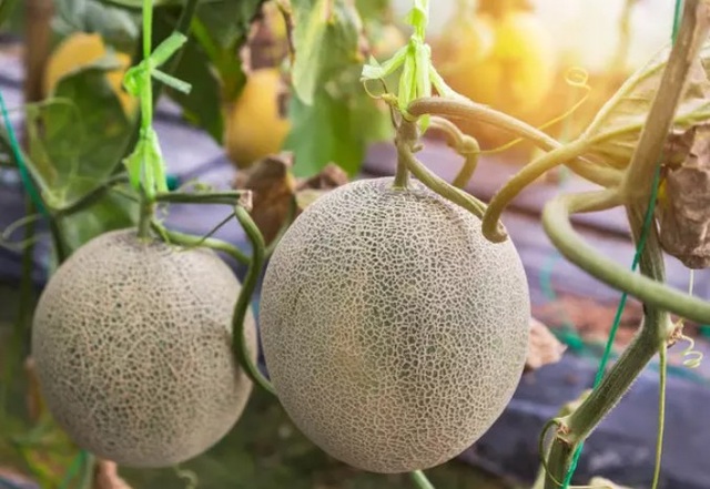Thư giãn với phép đảo chữ cái trong tiếng Anh - 11
Từ nào trong tiếng Anh chỉ hình này?