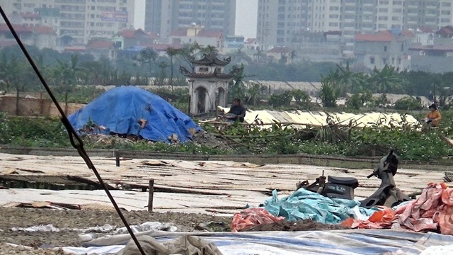 Cảnh hàng tấn miến phơi ven đường mất vệ sinh ở Hà Nội - 4
Cánh đồng chuyên để phơi miến quá tải khiến nhiều hộ sản xuất tận dụng mọi khoảng trống để phơi nguyên liệu và thành phẩm, trong đó có cả một phần đất nghĩa trang.