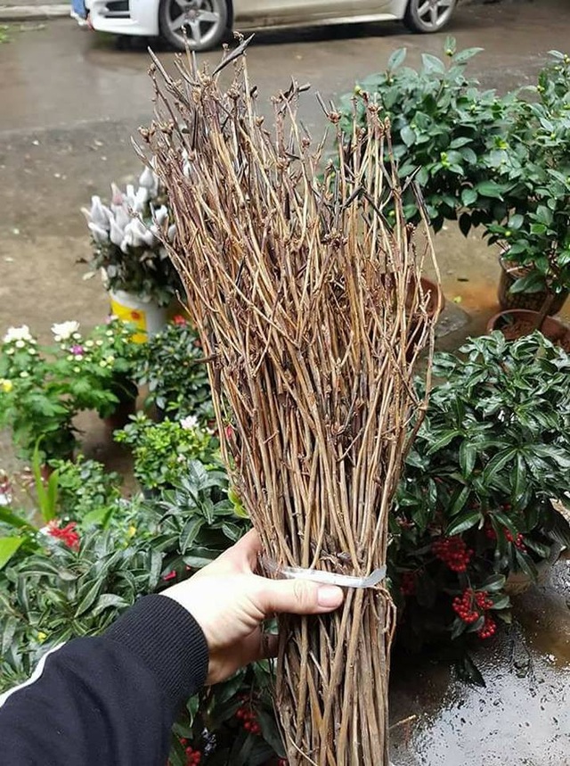 "Đỗ quyên ngủ đông": Hoa lạ như củi khô, cơn sốt Tết 2018 - 2
Theo người bán thì loại hoa này được nhập từ Trung Quốc, giá bán trên thị trường dao động từ 150.000-190.000 đồng/bó