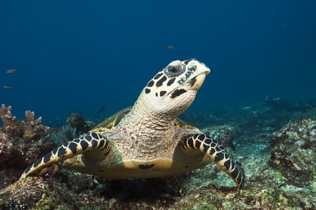 Giới tính động vật đảo lộn do biến đổi khí hậu - 2 Rùa biển Hawksbill. Ảnh: Prisma Bildagentur/Getty Images