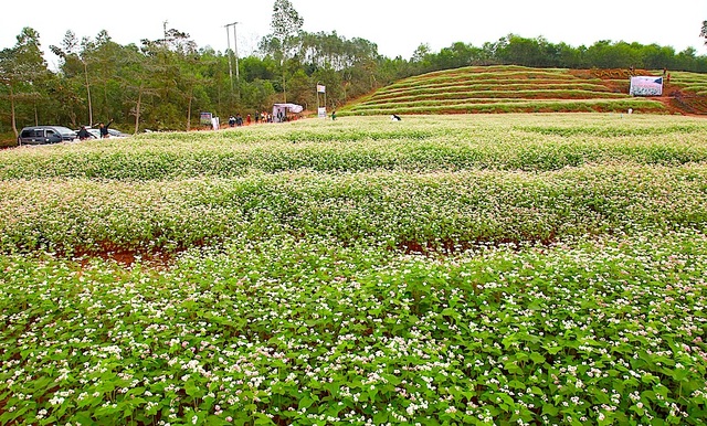 Chiêm ngưỡng vườn hoa Tam giác mạch đầu tiên ở xứ Nghệ - 14 Vườn hoa bắt đầu nở.