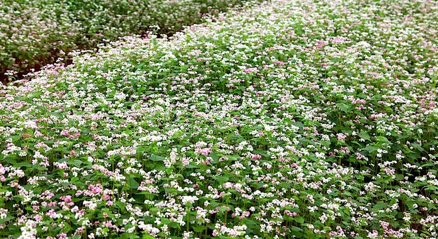 Chiêm ngưỡng vườn hoa Tam giác mạch đầu tiên ở xứ Nghệ - 13 Chiêm ngưỡng vườn hoa Tam giác mạch đầu tiên ở xứ Nghệ - 13