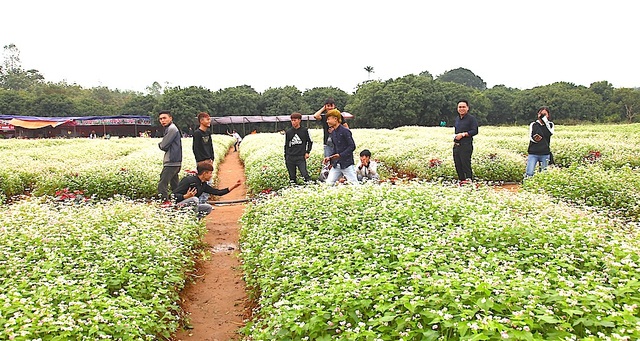 
Đám thanh niên cũng đến cánh đồng hoa rất nhiều để ghi lại những tấm hình đáng quý giá này.
