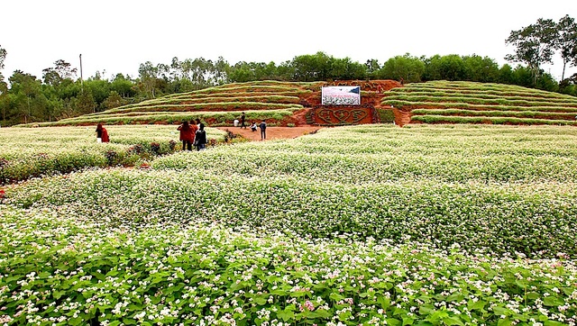 Chiêm ngưỡng vườn hoa Tam giác mạch đầu tiên ở xứ Nghệ - 12 Chiêm ngưỡng vườn hoa Tam giác mạch đầu tiên ở xứ Nghệ - 12