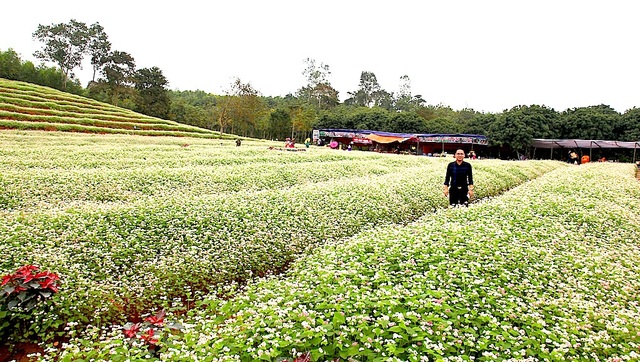 Chiêm ngưỡng vườn hoa Tam giác mạch đầu tiên ở xứ Nghệ - 1 Cánh đồng hoa tam giác mạch đầu tiên của xứ Nghệ.
