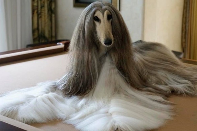 Chú chó tuyệt sắc có bộ lông dài mượt yêu kiều trở thành 