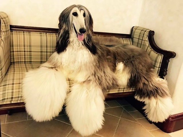 Chú chó tuyệt sắc có bộ lông dài mượt yêu kiều trở thành 