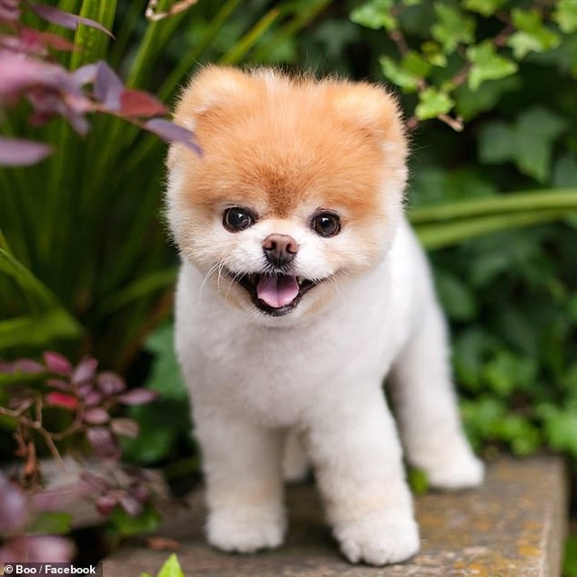 Chú chó dễ thương nhất thế giới” vừa qua đời | Báo Dân trí