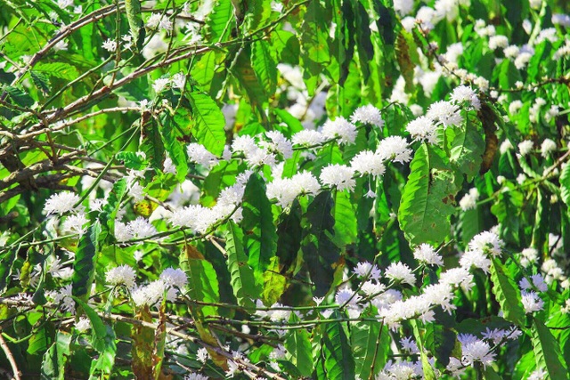 Xuân về ngắm hoa tuyết” phủ trắng Tây Nguyên - 2 Xuân về ngắm hoa tuyết” phủ trắng Tây Nguyên - 2