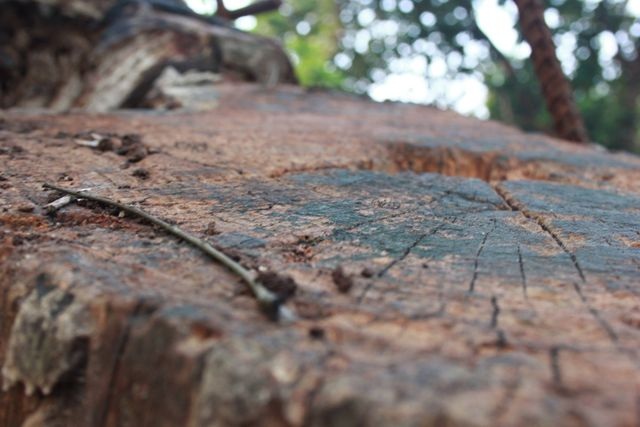 Chủ tịch xã nói gì trước đơn tố trưởng thôn trộm cành “sưa trăm tỷ” đem bán? - 2 Chủ tịch xã nói gì trước đơn tố trưởng thôn trộm cành “sưa trăm tỷ” đem bán? - 2