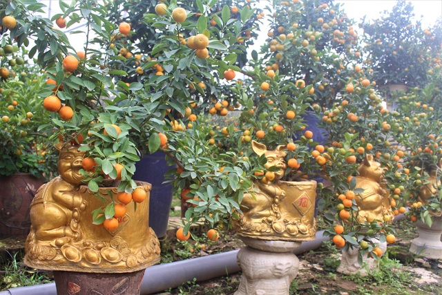 Riêng vườn quất của anh Thắng có tới 1.000 cây quất bonsai để phục vụ cho dịp Tết năm nay.