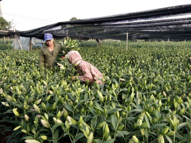 Nông dân Tây Tựu lo “bánh chưng không có thịt” vì hoa ly nở sớm - 2 Nông dân Tây Tựu lo “bánh chưng không có thịt” vì hoa ly nở sớm - 2