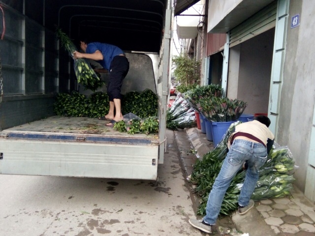 Nông dân Tây Tựu lo “bánh chưng không có thịt” vì hoa ly nở sớm - 5 Nông dân Tây Tựu lo “bánh chưng không có thịt” vì hoa ly nở sớm - 5
